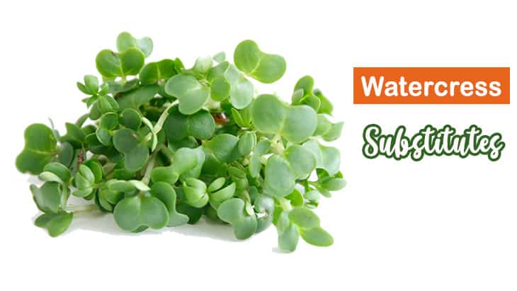 Top 14 Substitutes For Watercress – Your Kitchen Saviors
