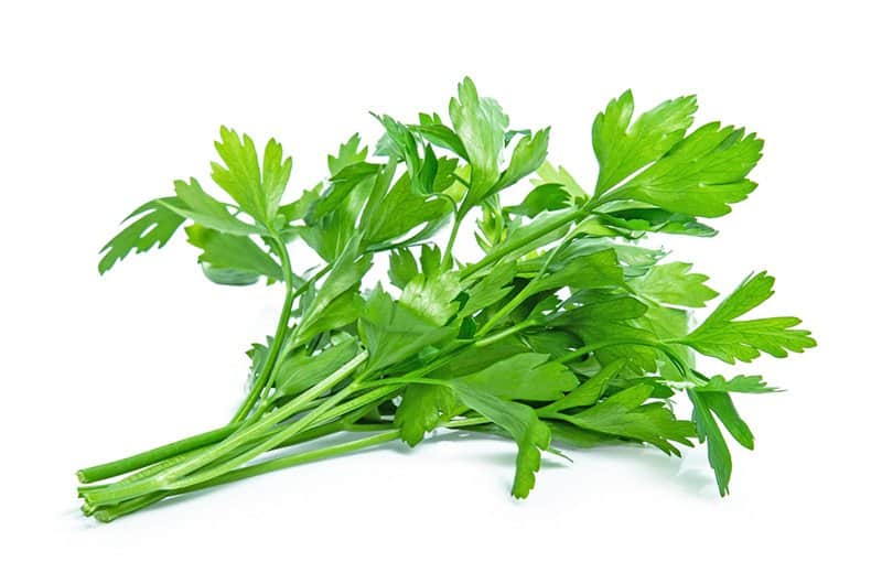 Substitute For Coriander - 16 Options To Spice Up Your Dish