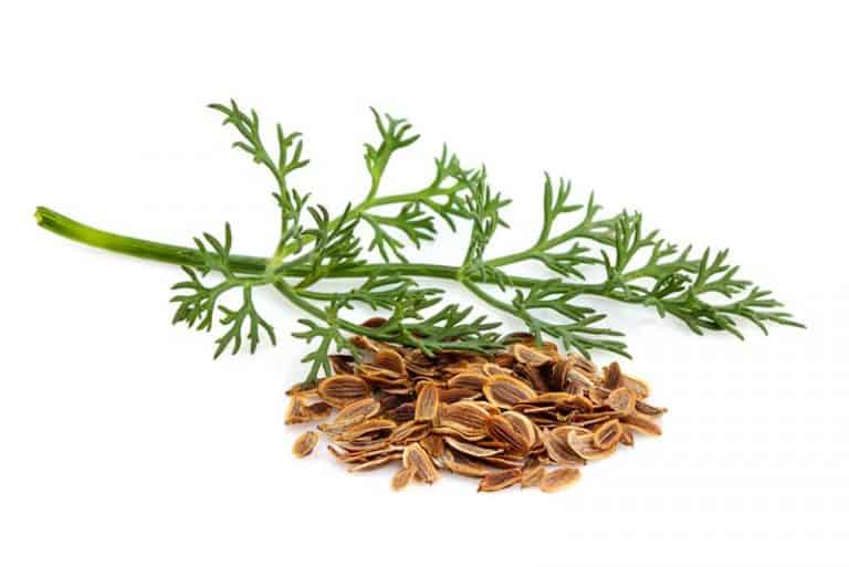 13 Fennel Seed Substitute Ideas Go For Seeds Or Liquid?