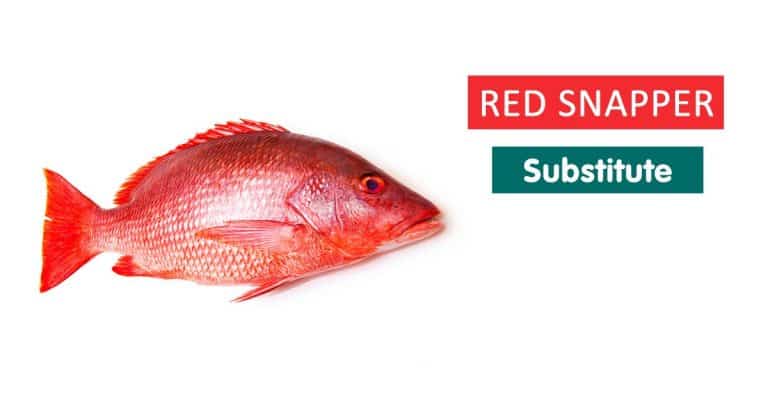 Find The Best Red Snapper Substitute Among Our Top 9 Picks