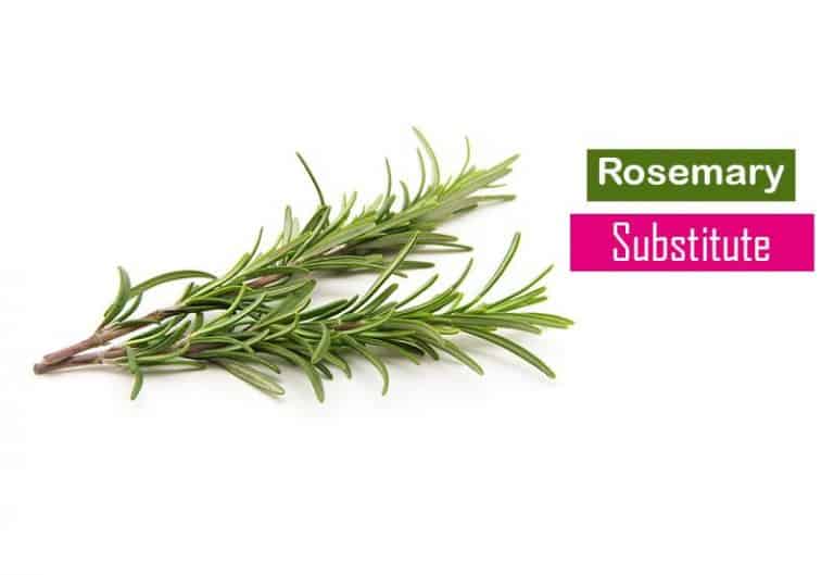 Substitute For Rosemary – 14 Options You Should Not Miss